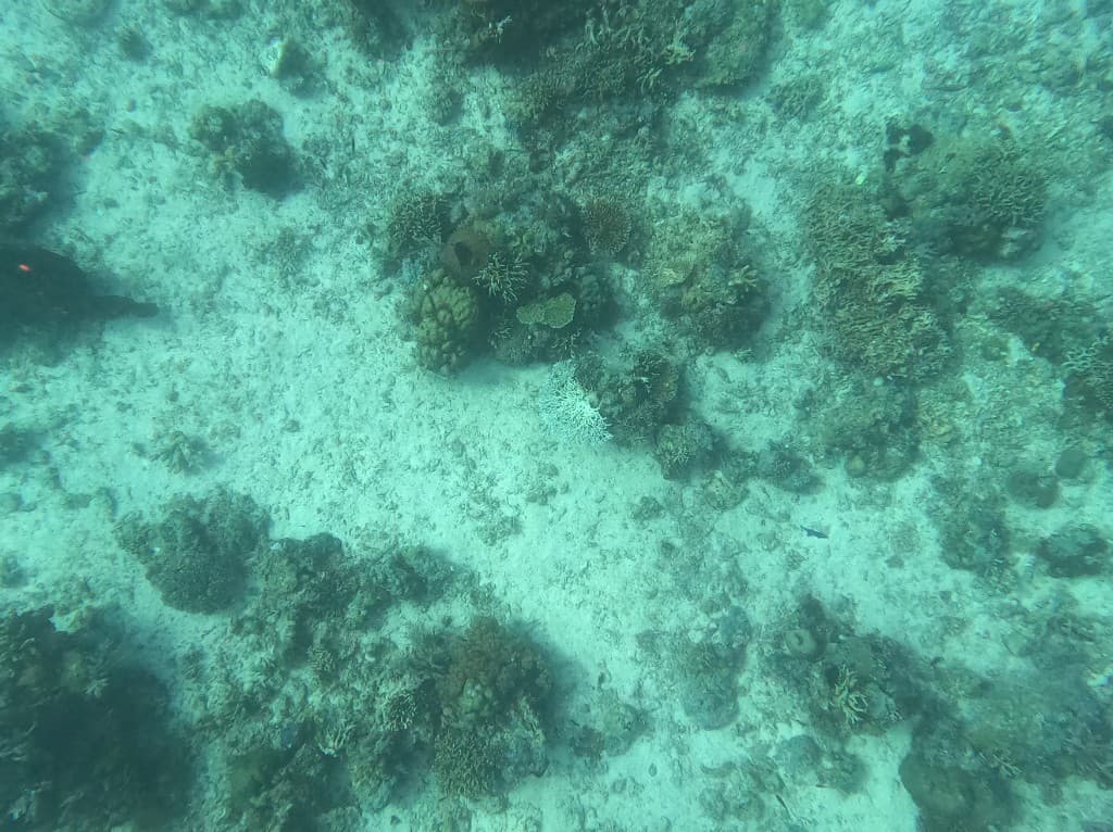 Scuba Diver(PADI)