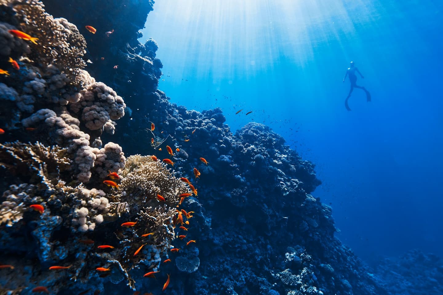 Bermuda Diving Center