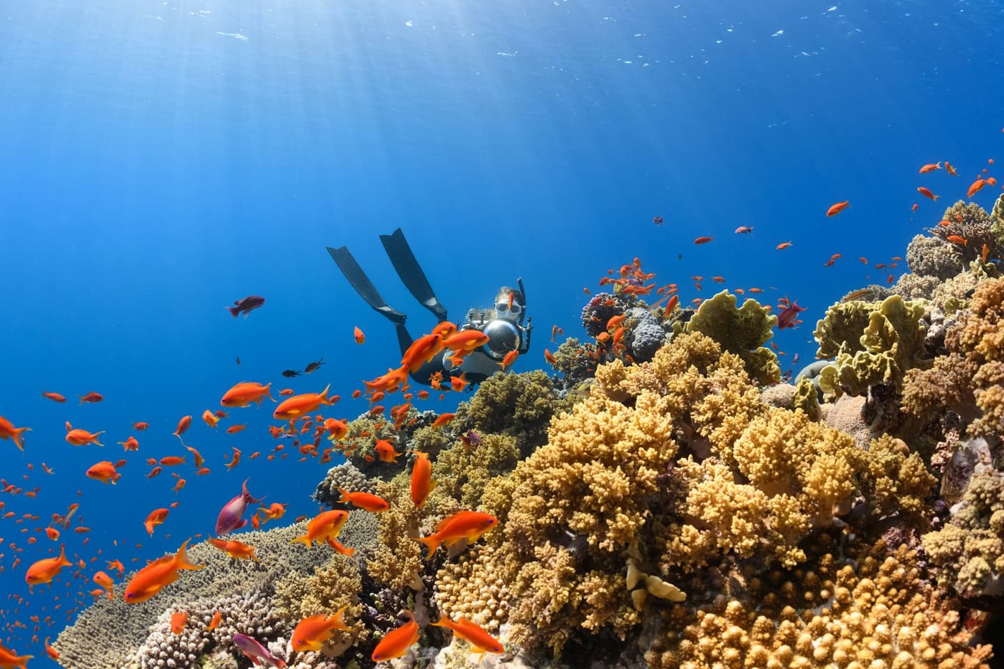 Deep Dive Dubai