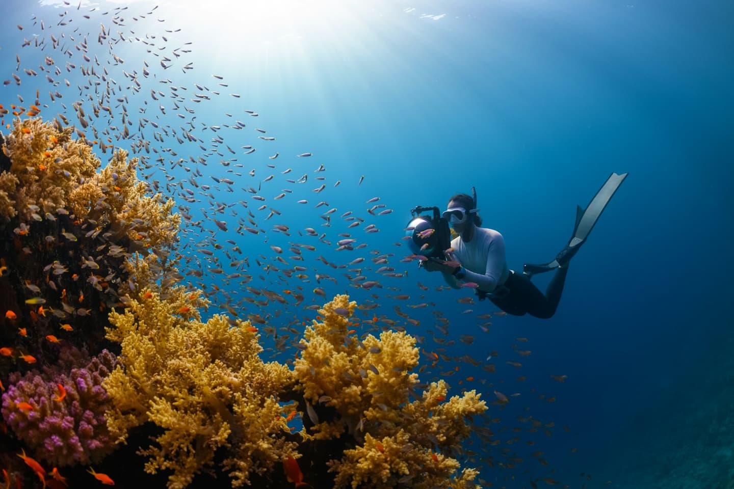 Dive India
