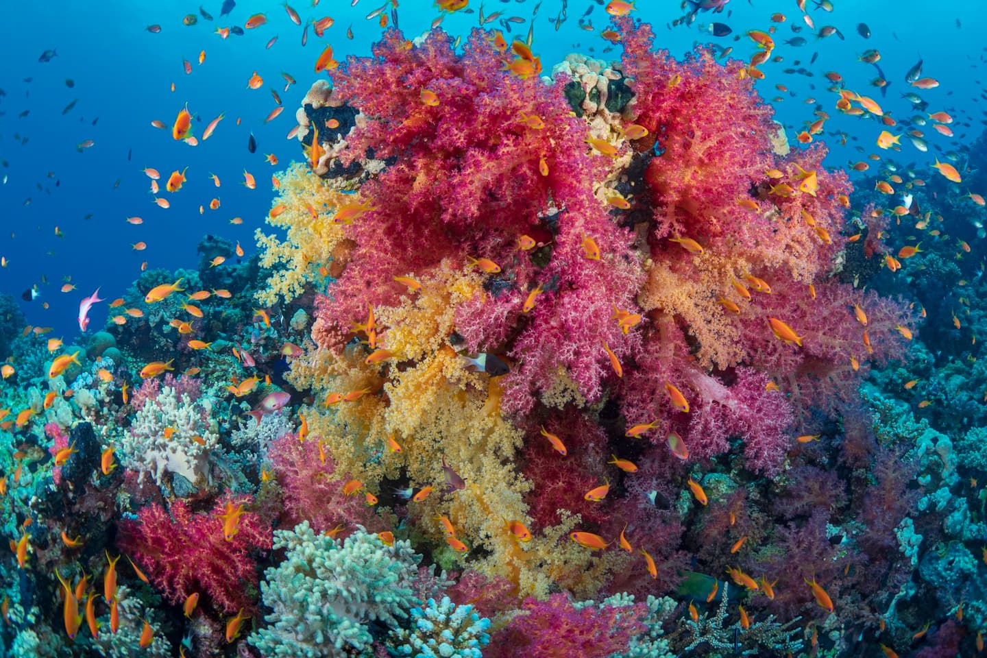 Maafushi Dive & Water Sports