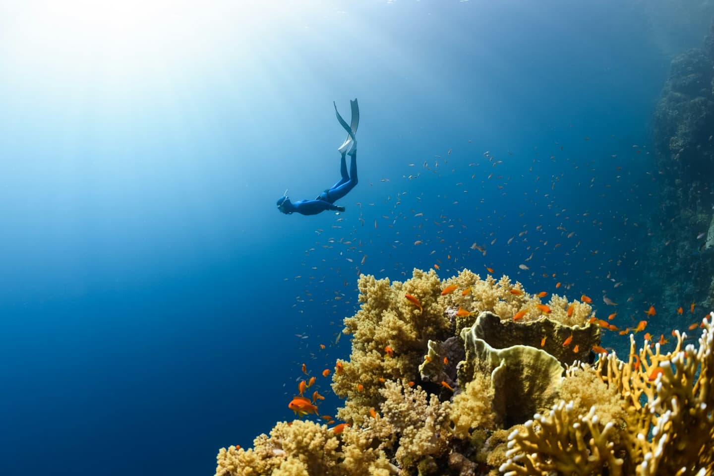 Scuba Diving scene