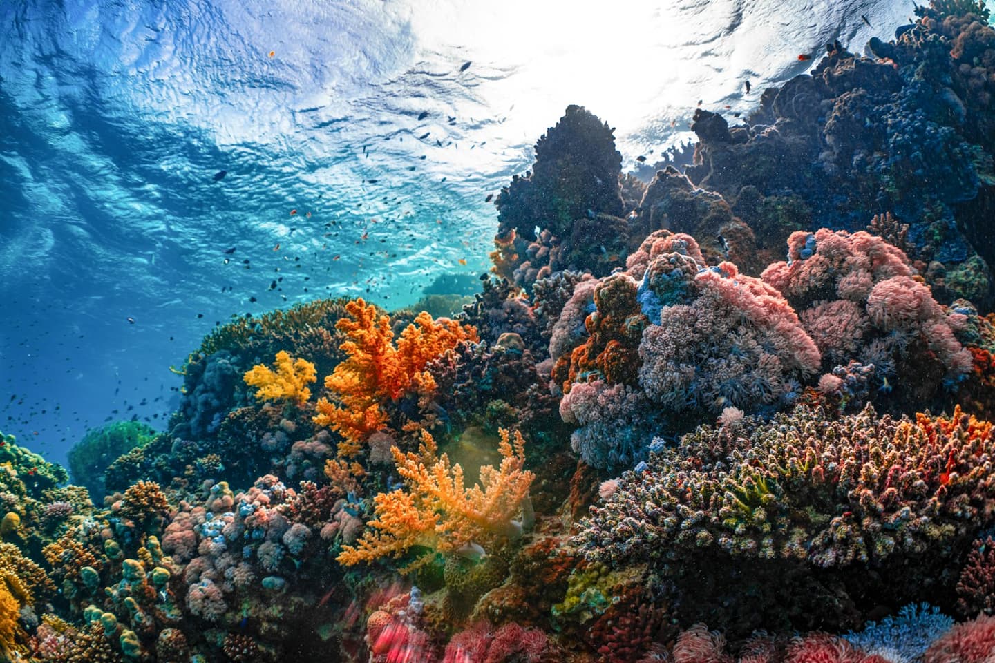 Snorkeling in the ocean