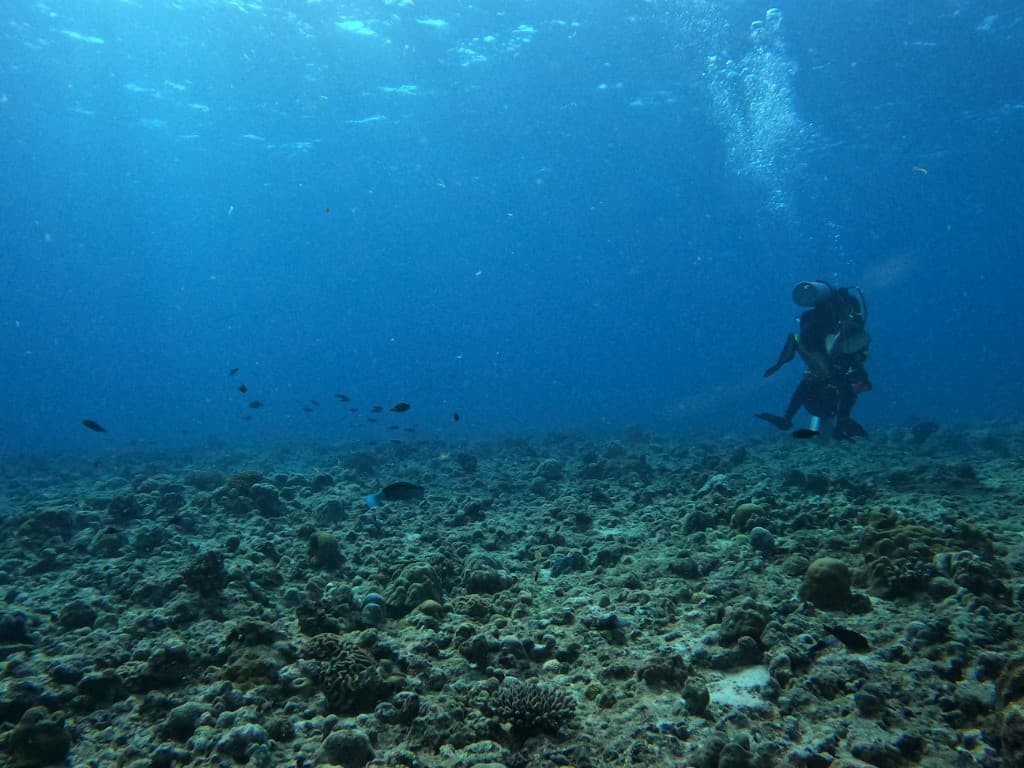 Scuba Diver Course