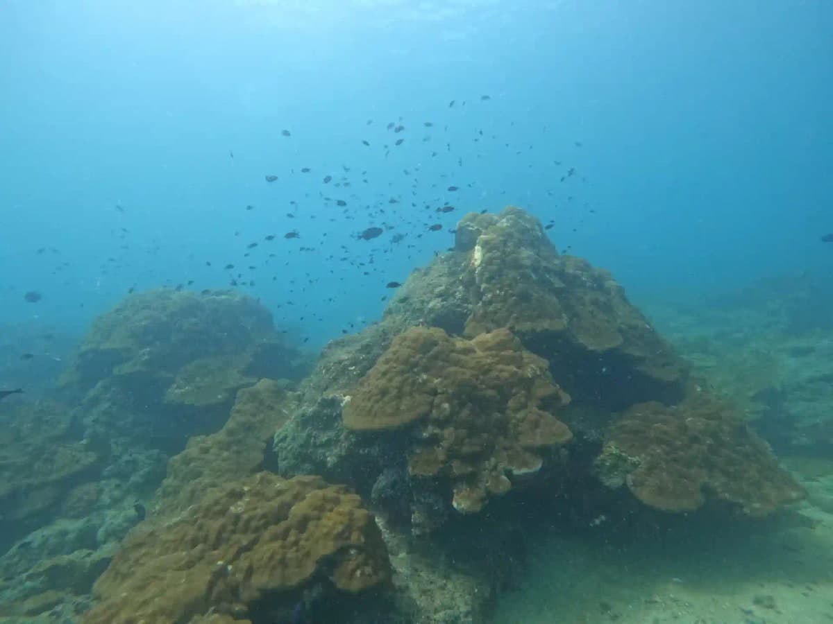 Just Dive Scuba Diving