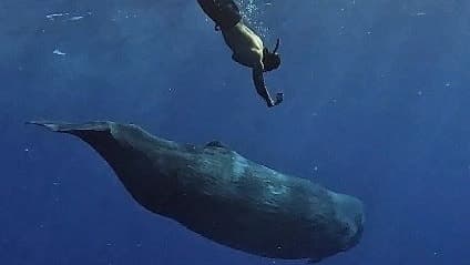 Blue Ventures Diving