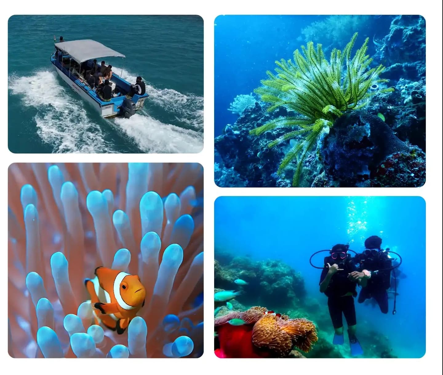 Frogman Adventures