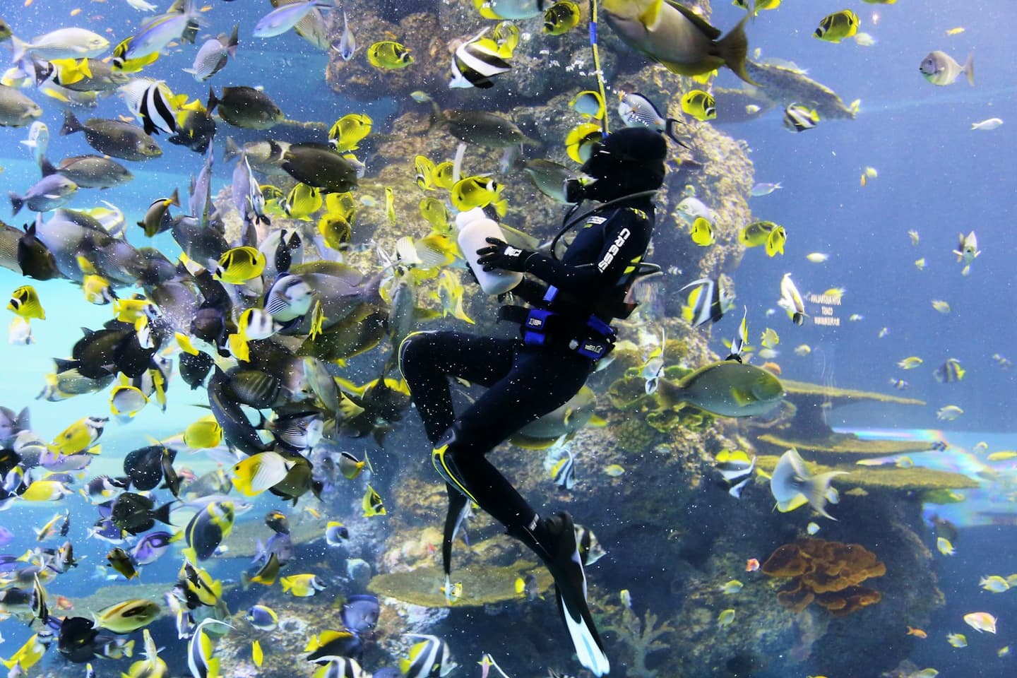 Scuba Diving in the ocean